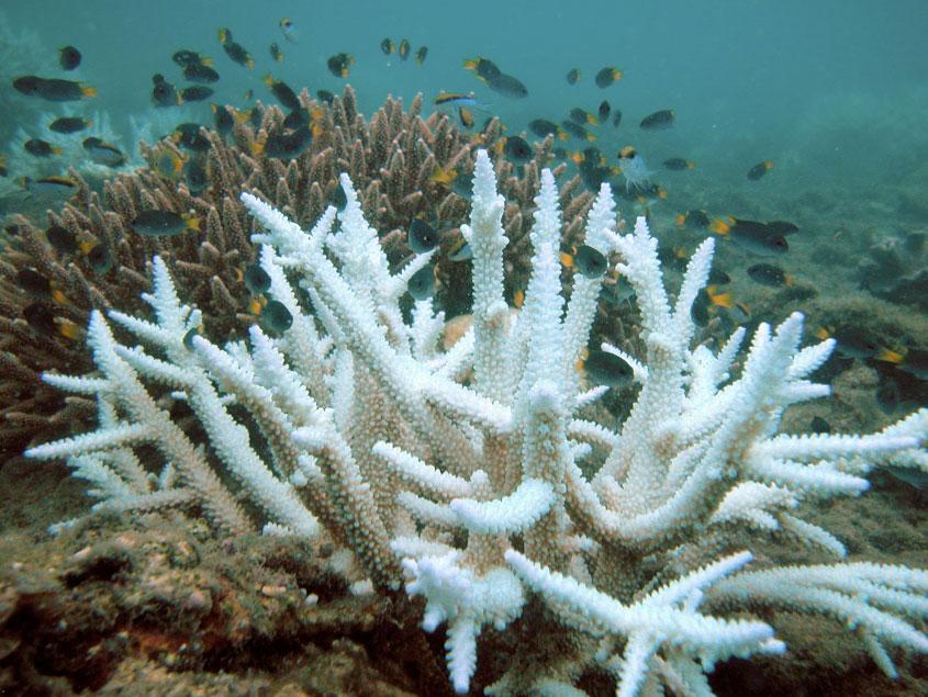 The coral shown here is bleached. This is when the coral is extremely stressed due to changes in temperature, light and nutrients. They release symbiotic algae that turns them white.