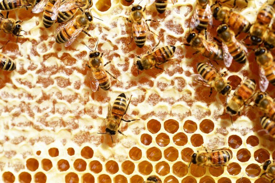 Decline in bee population raises questions