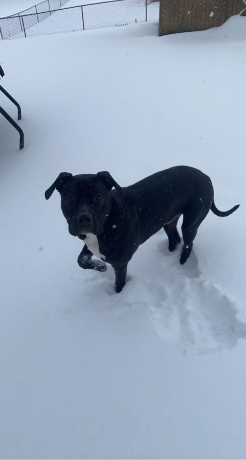This is Jade Jennings dog playing in the snow when SDOW had a snow day. Photo submitted by: Jade Jennings