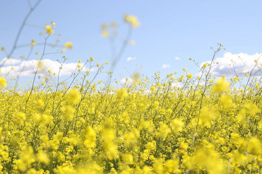 The season of flowers, life and allergies