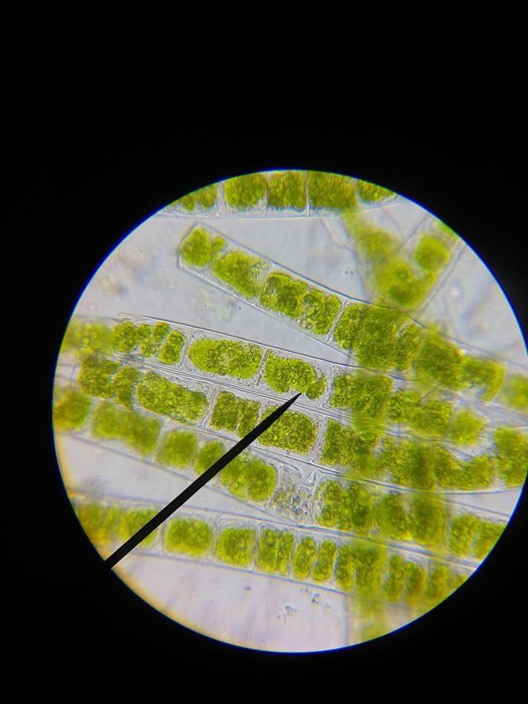 spirogyra under microscope 400x labeled